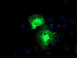 PSMD2 Antibody (clone OTI1G6)