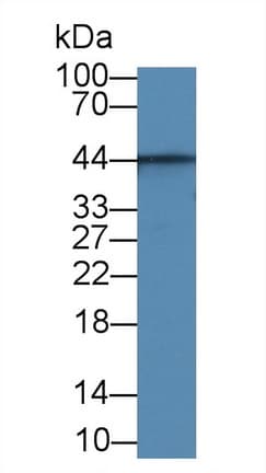 AQP4 / Aquaporin 4 Antibody