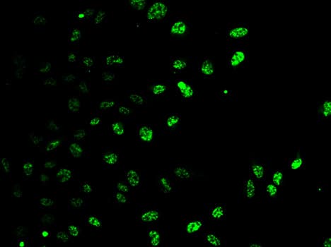 E2F6 Antibody