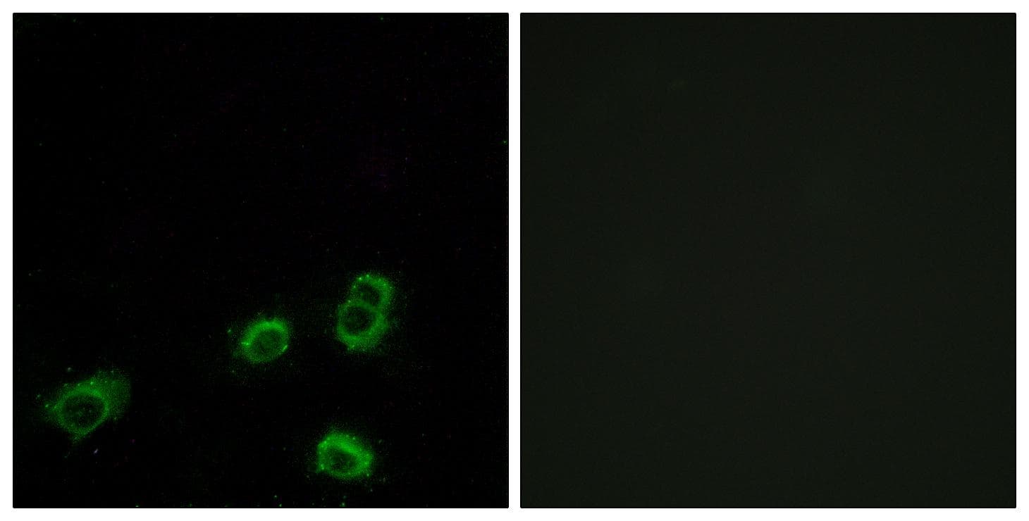 Polyclonal Rabbit anti-Human OR52A1 Antibody (IF, WB)
