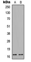 RNASE4 Antibody (Internal)
