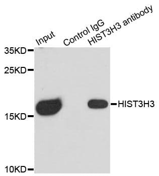 HIST3H3 Antibody