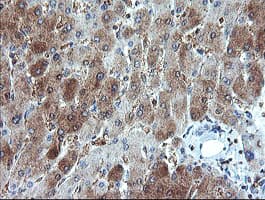 GORAB / SCYL1BP1 Antibody (aa35-394, clone OTI4F11, Carrier-free)
