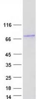 Human DTX2 Protein (Recombinant Myc-DDK (Flag))