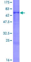 Human FCMR / FAIM3 Protein (Recombinant GST)