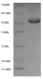 Mouse ZNF346 Protein (Recombinant 6His-SUMO, N-terminus)