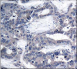 MAP2K2 / MKK2 / MEK2 Antibody