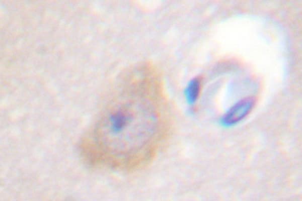 TH / Tyrosine Hydroxylase Antibody (Phe34)
