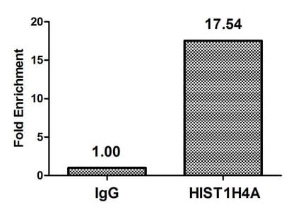 Polyclonal Rabbit anti-Human HIST1H4I Antibody (IHC)