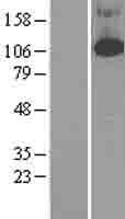 PDE4B Protein (Over-Expression Lysate Myc-DDK (Flag))