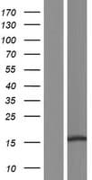 C11orf86 Protein (Over-Expression Lysate Myc-DDK (Flag))