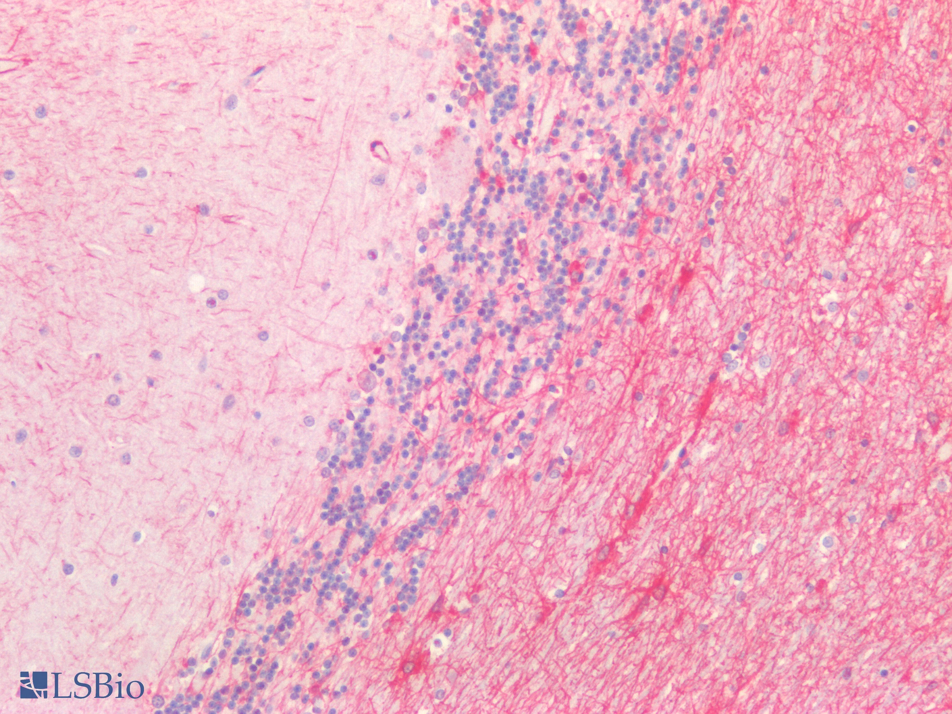 IHC-plus™ GFAP Antibody