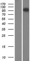 MACS / RIN2 Protein (Over-Expression Lysate Myc-DDK (Flag))