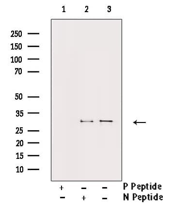 ATF1 Antibody (phospho-Ser63)