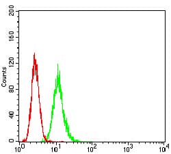 Apg7 / ATG7 Antibody (clone 7D3E5)