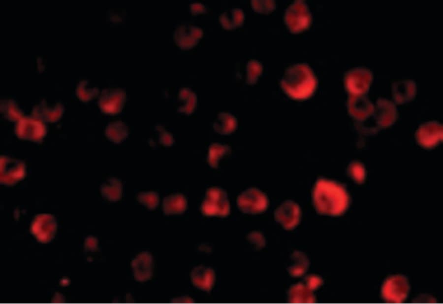IHC-plus™ PCBP4 Antibody