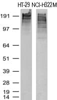 MKI67 / Ki67 Antibody (aa1160-1493, clone UMAB107)
