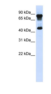 MAZ Antibody (N-Terminus)