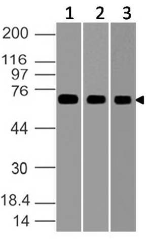 HSPA5 / GRP78 / BiP Antibody