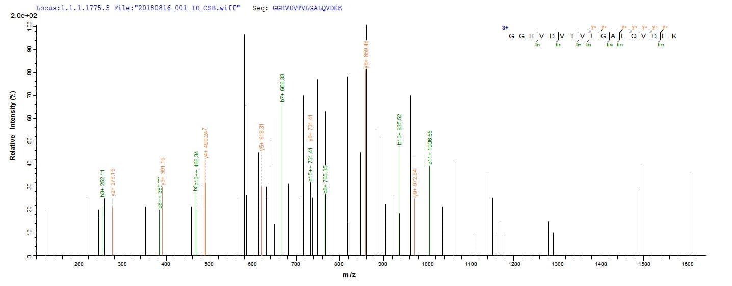 Clostridium acetobutylicum ctfB Protein (Recombinant 10His, N-terminus + Myc, C-terminus)