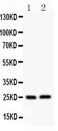CLDN2 / Claudin 2 Antibody (aa38-230)