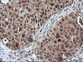 LZIC Antibody (clone OTI5E3)