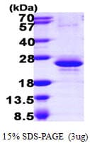 Human RBM8A / Y14 Protein (Recombinant His)
