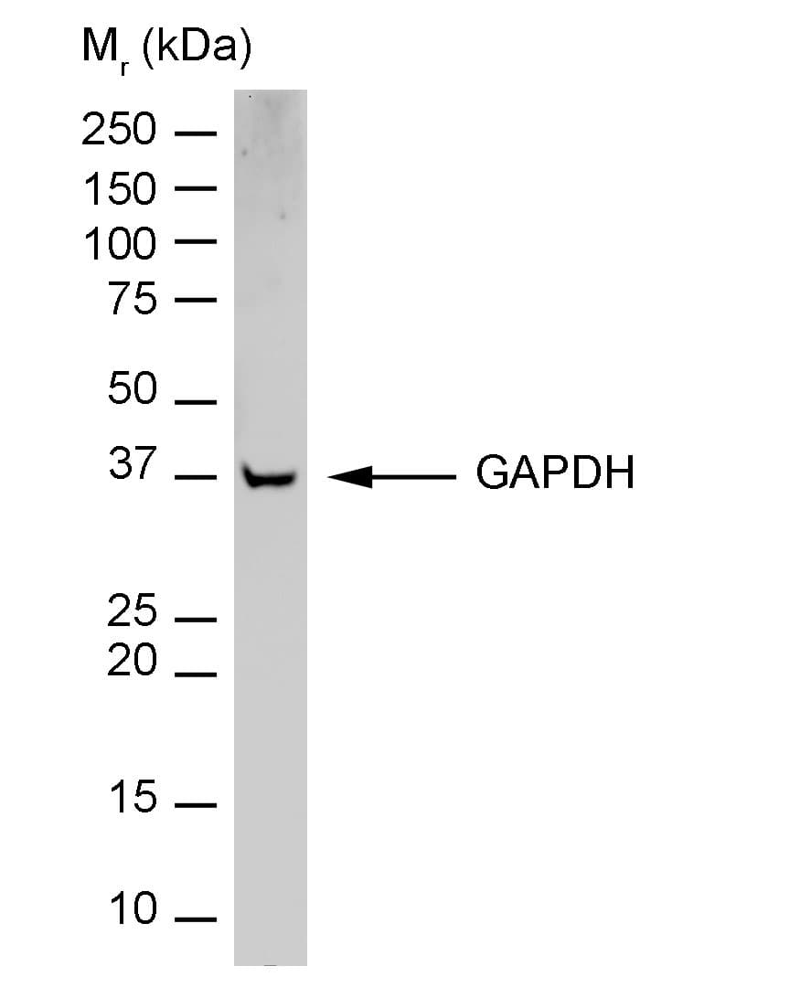 GAPDH Antibody (clone 6C5, HRP)