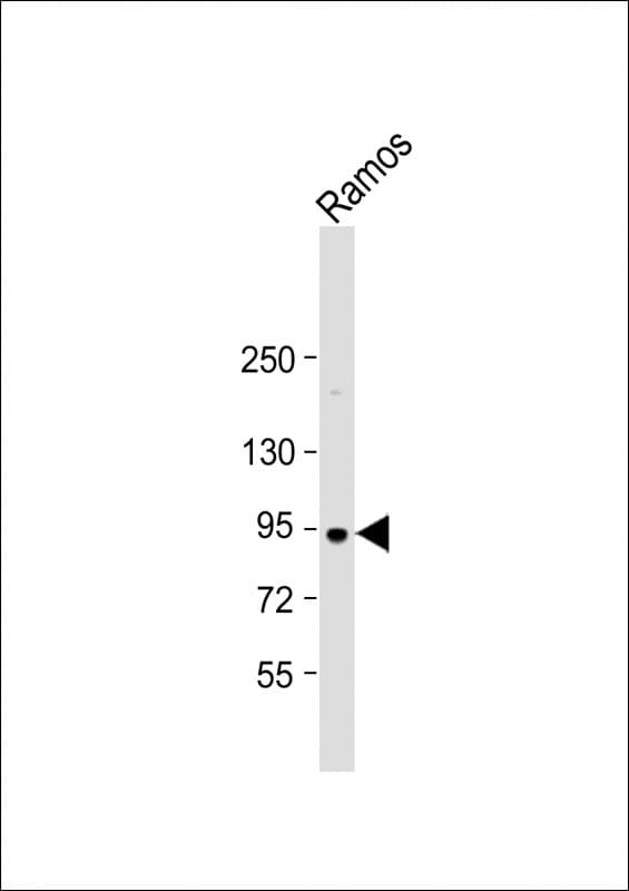 NUGGC Antibody (N-Terminus)