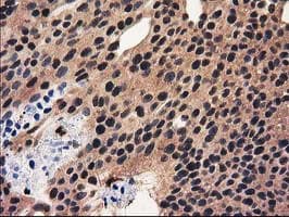 RNH1 Antibody (clone OTI1B7)