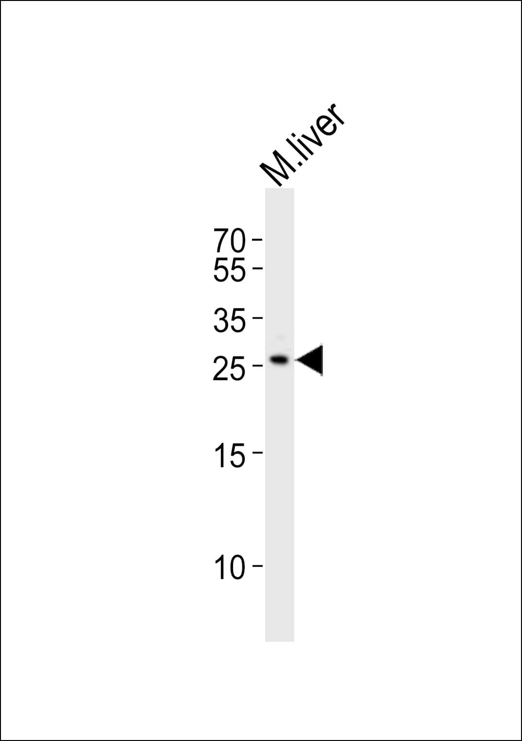 Polyclonal Rabbit anti-Mouse NOTO Antibody (aa200-234, WB)