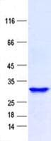 Human R3HDML Protein (Recombinant His, N-Terminal)