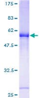 Human OR2H1 Protein (Recombinant GST)