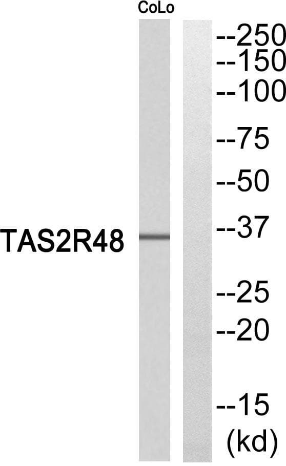 Polyclonal Rabbit anti-Human TAS2R19 Antibody (IF, WB)