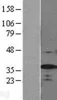 SRSF1 / SF2 Protein (Over-Expression Lysate Myc-DDK (Flag))