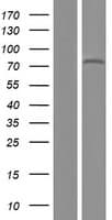 ZNF12 Protein (Over-Expression Lysate Myc-DDK (Flag))