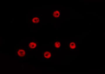 GATA2 Antibody