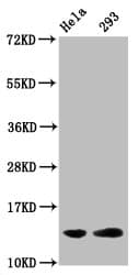 Polyclonal Rabbit anti-Human HIST1H2BN Antibody (WB)