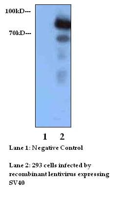 SV40 Antibody (C-Terminus, clone F-tag-01)