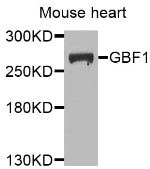 GBF1 Antibody
