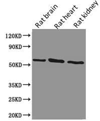 PODXL / Podocalyxin Antibody (clone 4D2G7)