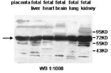 ALG8 Antibody (aa26-103)