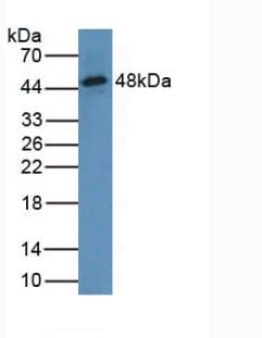 WARS Antibody (aa29-195)