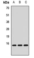 MRFAP1 / PGR1 Antibody