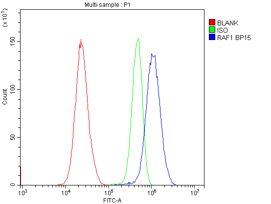 RAF1 / RAF Antibody
