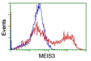 Monoclonal Mouse anti-Human MEIS3 Antibody (clone OTI3C9, IHC, WB)