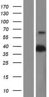 PON2 Protein (Over-Expression Lysate Myc-DDK (Flag))
