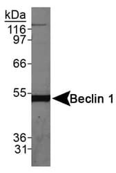 BECN1 / Beclin-1 Antibody (Internal, Biotin)