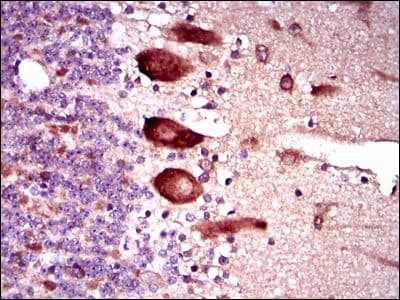 KEAP1 Antibody (Amino Acid: 380-624, clone 7G4B10)