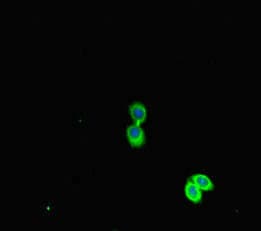 PEBP1 / RKIP Antibody